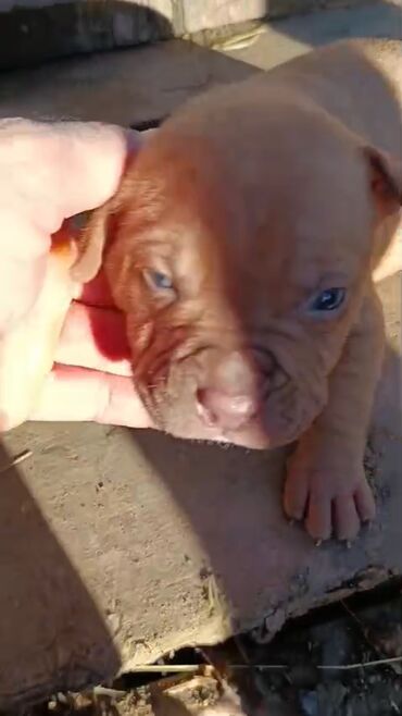 İtlər: Pitbul, 1 ay, Erkek, Peyvəndli, Pulsuz çatdırılma — 11