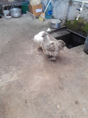 Toyuqlar: Toyuq, Damazlıq, Ödənişli çatdırılma -da lalafo.az — 10 Toyuqlar: Toyuq, Damazlıq, Ödənişli çatdırılma — 10