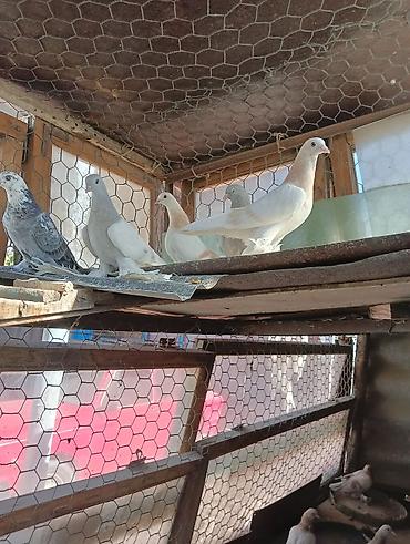 Птицы: Продаю молодых голубей 1 шт стоит пятьсот сом окончательно родители — 23