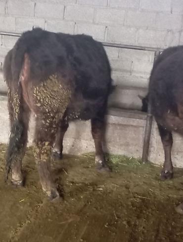 Коровы, быки: Продаю | Корова (самка) | Для молока | Привязанные at lalafo.kg — 6 Коровы, быки: Продаю | Корова (самка) | Для молока | Привязанные — 6