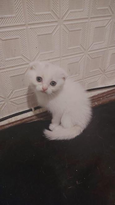 pişiklər ucun: Şotland yastı qulaq, Erkək, Yaxşı əllərə — 2