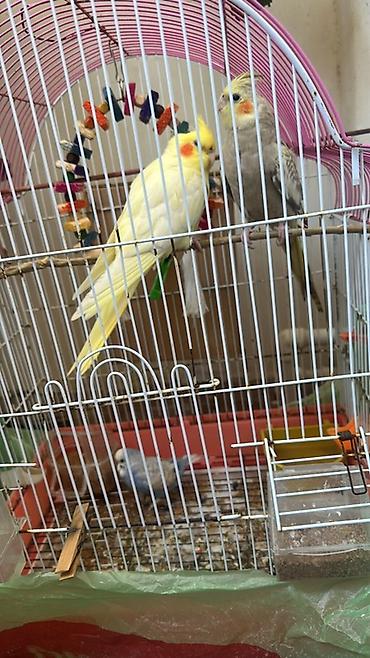 quşlar: Nimfal (cockatiel) cütlüyü və qəfəs dəsti - Növ: Nimfa tutuquşusu — 2