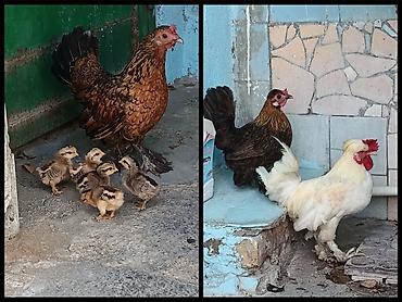 heyvanlar və balaları: Toyuq, Damazlıq — 1