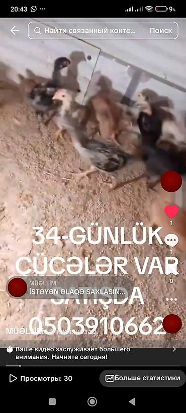 cuce satışı: Toyuq cücələri, Ətlik — 1