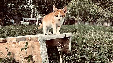 британская кошка рыжая: Кошка даром: Беспородная, 2 месяца, Мальчик, Приучена к лотку, Проглистована — 4