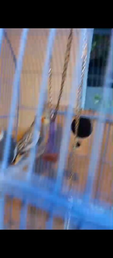 Tutuquşları: Nymph (Cockatiel) cütlüyü və qəfəs dəsti - Növ: Nymph papuqayı — 10