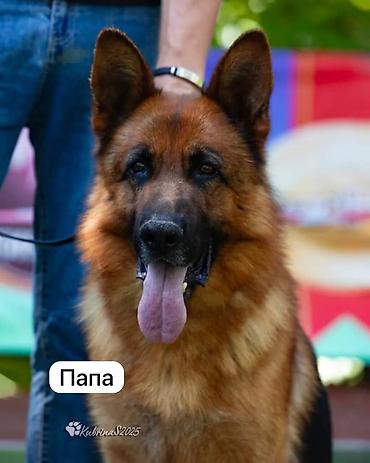 Продажа собак: Щенок немецкой овчарки Продаётся чистопородный щенок Немецкой — 11