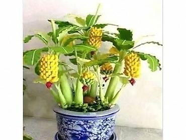 silver crest trimer: 05. MINI BANANA Musa velutina (otporna na mraz) Cena 950dinara INIMini — 1