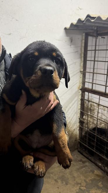 Продажа собак: Продаю щенков ротвейлера! С хорошими документами. Привитые и — 11