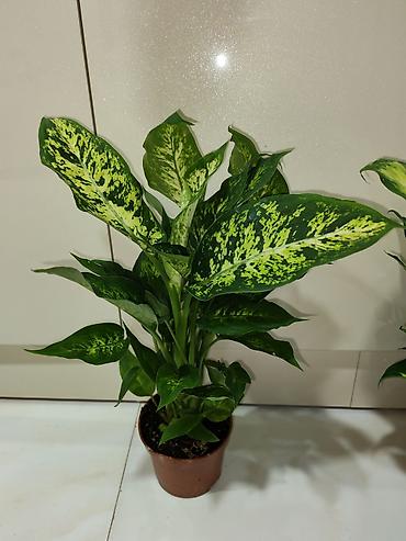 palm: Otaq bitkiləri – dekorativ saksı kolleksiyası Tərkib: - Dracaena — 2