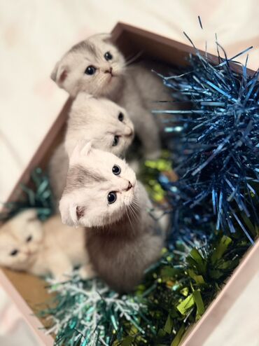 Pişiklər: Şotland — 1