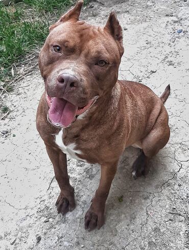 it pişik: Pitbul, 3 il, Dişi, Peyvəndli, Ünvandan götürmə, Pulsuz çatdırılma