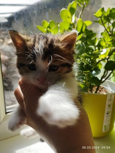 персидский котенок: Милый котенок ищет любящих хозяев. Возраст 1,5 месяцкушает сам (ест