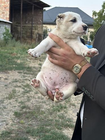Продажа собак: Алабай, 1 месяц, Самец — 9