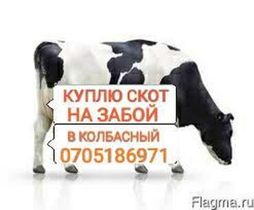 244 объявлений | ЖИВОТНЫЕ: Куплю | Коровы, быки