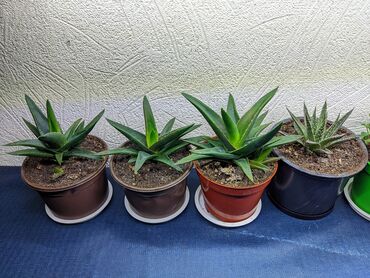 Otaq bitkiləri: Sukkulentlər. Sağlam və dözümlü bitkilərdi. Uzun müddət susuz qala -da lalafo.az — 6 Otaq bitkiləri: Sukkulentlər. Sağlam və dözümlü bitkilərdi. Uzun müddət susuz qala — 6