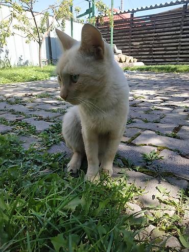 понилер: 2 года, Мальчик — 7