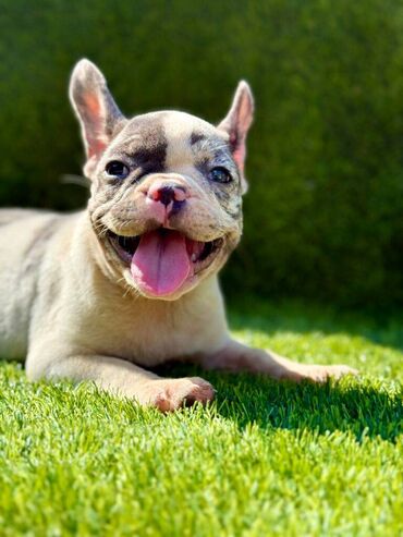 Psi: Odgajivačnica La Casa de Frida – FC Srbija Predstavlja prelepe štence na lalafo.rs — 10 Psi: Odgajivačnica La Casa de Frida – FC Srbija Predstavlja prelepe štence — 10