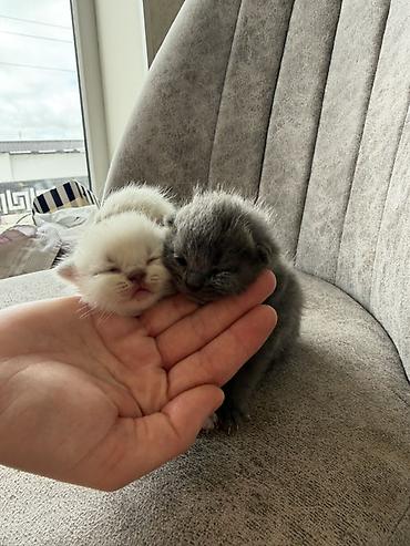 Pişiklər: Britan — 4