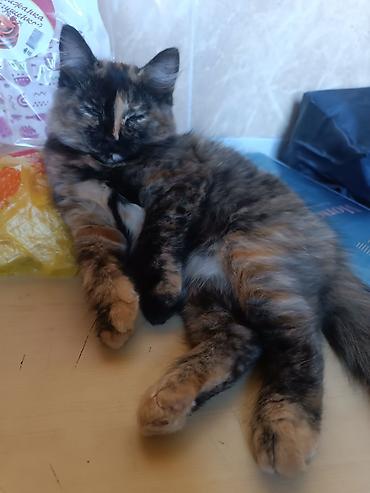 кошка свинкс: Кошка даром: Беспородная, Девочка, Приучена к лотку — 1