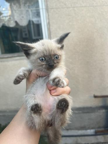 кошачий мята: Отдадим котят в хорошие руки 4 котенка : 3 девочки и 1 — 3