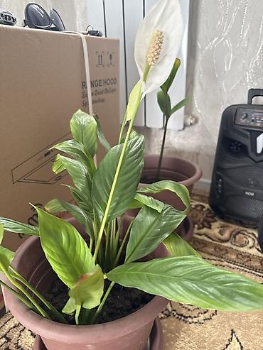 сирень дерево: Спатифиллум (Spathiphyllum), горшечное комнатное растение. - Тип — 1