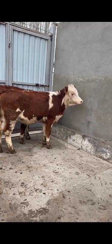 Dana, buzov: Məhsul: Simmental tipli dana cütlüyü - Rəng: qırmızı-ağ ləkəli, açıq -da lalafo.az — 3 Dana, buzov: Məhsul: Simmental tipli dana cütlüyü - Rəng: qırmızı-ağ ləkəli, açıq — 3