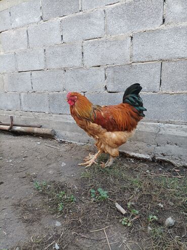 купить рабочую охотничью собаку: Сатам | Короздор | Брама | Көбөйтүү үчүн