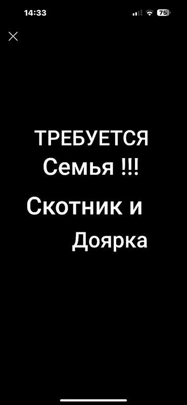 вайлдбериз вакансии: Семейный ичпеген жакшы малчы керек шартары жакшы село Сокулук — 1