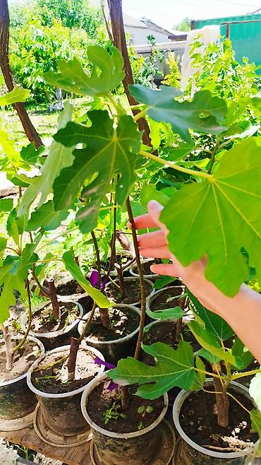 Другие комнатные растения: ✅🌱 В весенний период!!!🌱 Откроем сезон продаж саженцев инжира — пора — 11