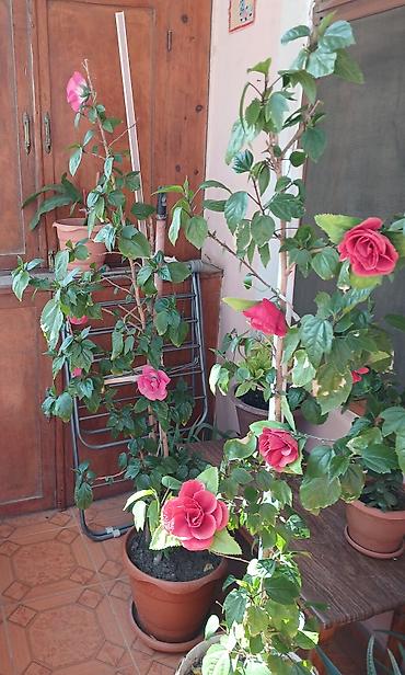 etirsah bitkisi: Qırmızı çiçəkli hibiskus (Çin qızılgülü) – iri, parlaq yaşıl yarpaqlı — 2