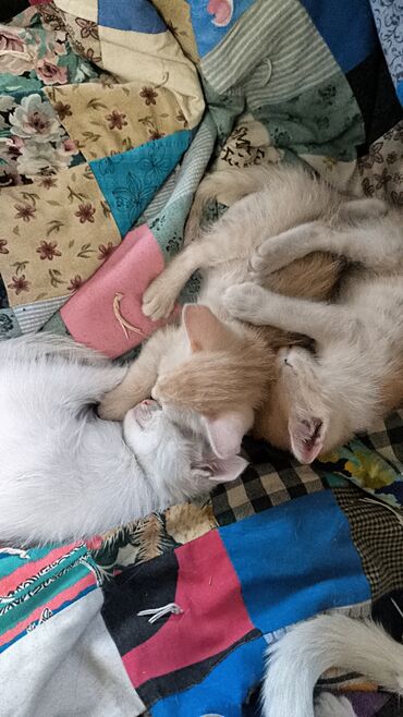отдам щенка в хорошие руки бесплатно: Отдам котят в добрые руки