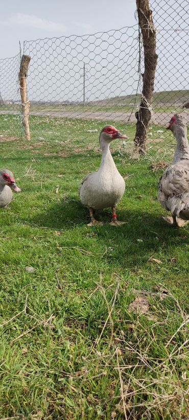 Другие с/х животные: Мускусная утка (индоутка), светло-серая окраска с красной маской на — 6