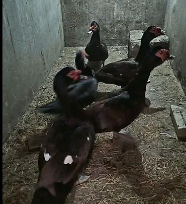 ordəylər: Salam hər kəsə! Əlimdə Bronze Muscovy Duck və Chocolate Muscovy Duck — 4