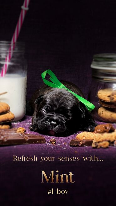 Psi: Predstavljamo VRHUNSKO leglo FRANCUSKOG BULDOGA od 3 prelepa dečaka i — 4