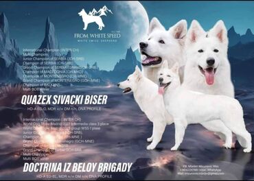 shiba inu štenci: Odgajivačnica Belog švajcarskog ovčara FROM WHITE SPEED FCI 7105 ima u