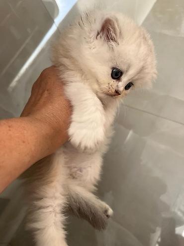 шиншилла котенок купить: Шиншилла — 2