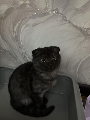 кошка без шерсти: Шотландский вислоухий котёнок дымчатого окраса. На фото — компактный — 1