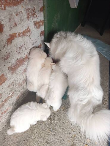 Psi: Nemački špic štenci - majka je naš kućni pas (ima je na slici gde na lalafo.rs — 14 Psi: Nemački špic štenci - majka je naš kućni pas (ima je na slici gde — 14