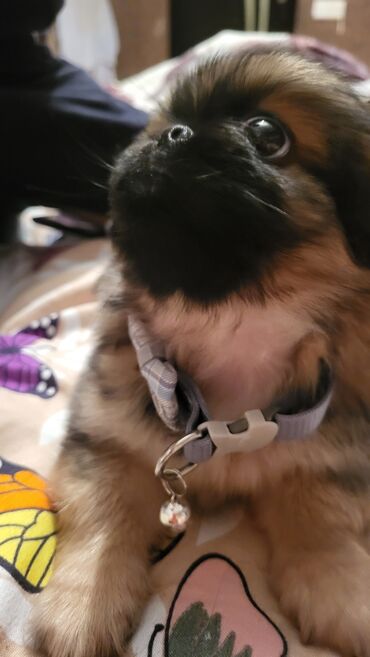 i̇tlər pekines: Pekines, 2 ay, Erkek