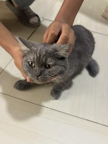 Кошки: Самка, В добрые руки, Самовывоз — 3