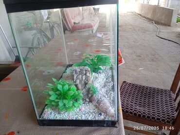 купить аквариум в баку: Dördbucaq akvarium, Boş, 35 l, Ünvandan götürmə