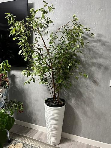 Монстеры: Монстера вариегатная (Monstera deliciosa variegata) — комнатное — 31