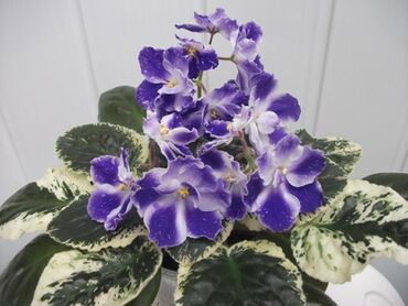 Фиалки и глоксинии: 🌱🌺🌱 Продаю сортовые ДЕТКИ стандартных фиалок🌱🌺🌱. Цены от 80-150 сом — 5