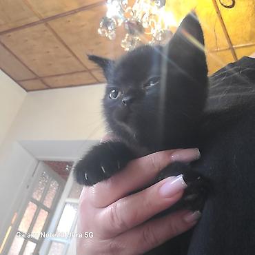 Мышыктар сатылат: ПРОДАЮТСЯ КОТЯТА 🐈🐈‍⬛ Мама шотландская скоттиш страйт, короткошёрстная — 7