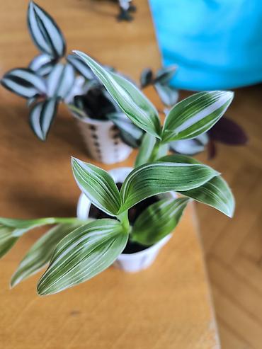 torf satilir: 🌿 Tradescantia bitkiləri satılır! 💚 🤍 Yaşıl yarpaqlı, ağ zolaqlı növ — 4