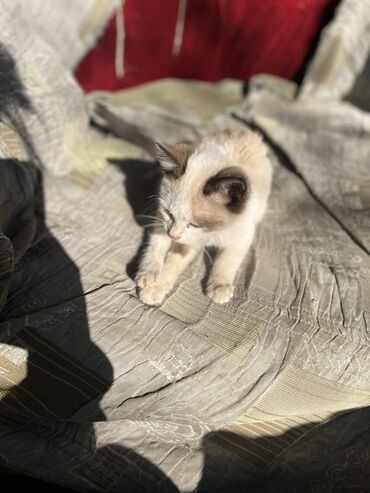 аргентинский дог: Котёнок с колор-пойнт окраской. - Окрас: светлый (кремовый/бежевый) с