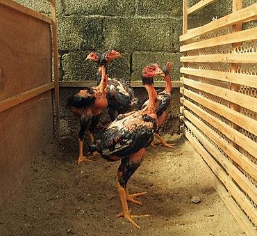 Куры, петухи: Продаю | Петух | Бойцовая | Для разведения — 10