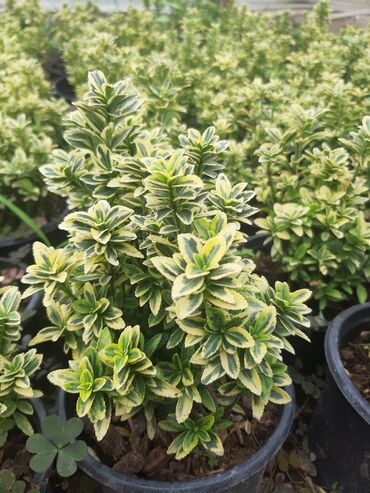 Şitillər: Həmişə yaşil (Şimşad)(dekorativ növ)bitkilərinin topdan satişi — 6