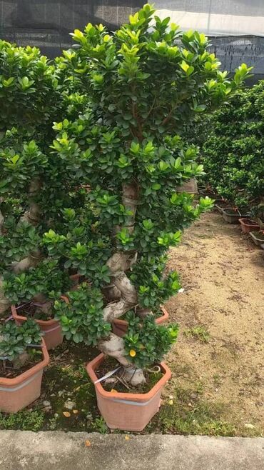 Пальмы: Пальмы Кофейное деревоПальмы,Фикусы и тд — 30